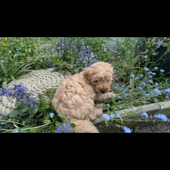 Cockapoo
