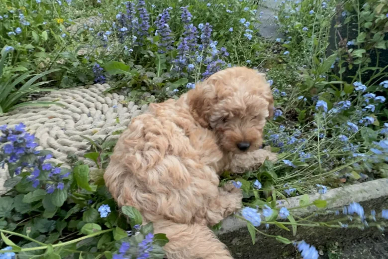 Cockapoo