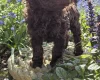 Cockapoo