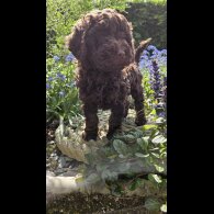 Cockapoo