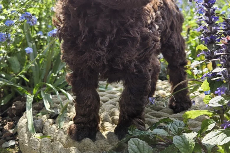 Cockapoo