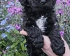 Cockapoo
