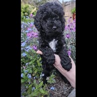 Cockapoo