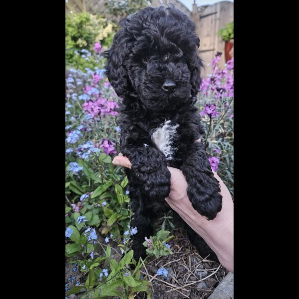Cockapoo