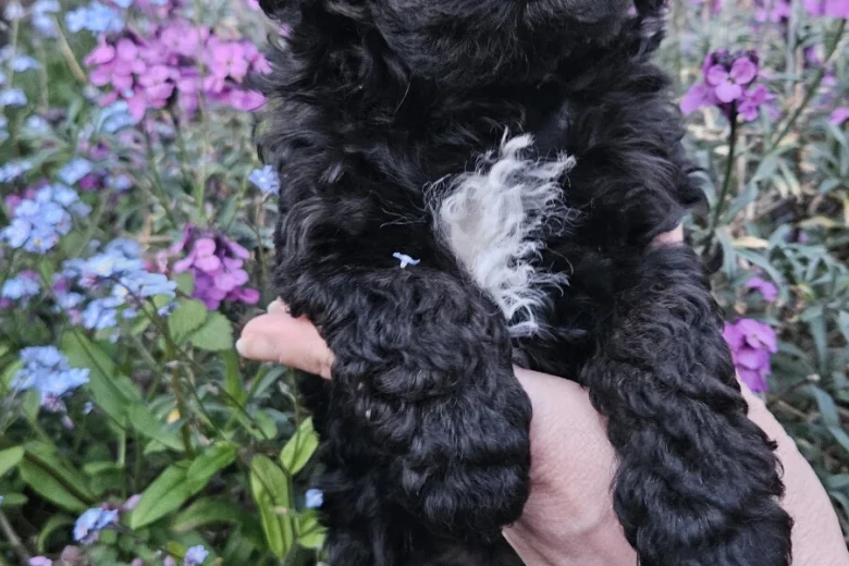 Cockapoo