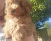 Cockapoo