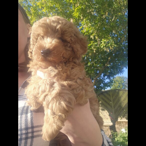 Cockapoo