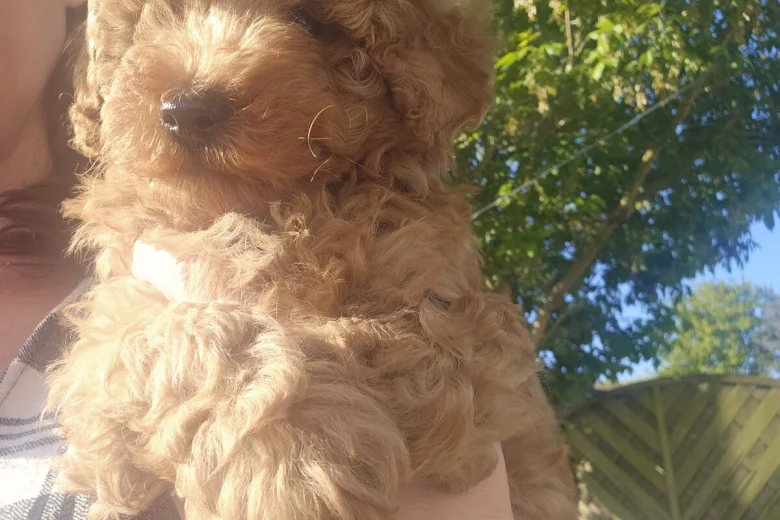 Cockapoo