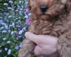 Cockapoo