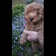 Cockapoo