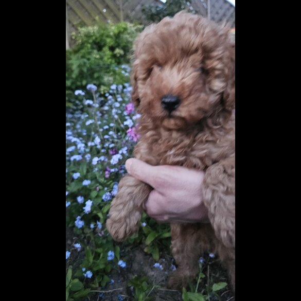 Cockapoo