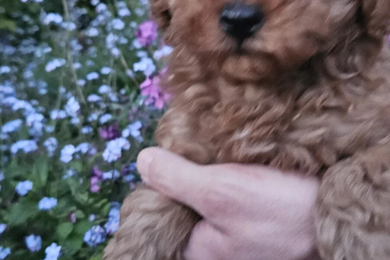 Cockapoo