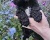 Cockapoo