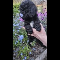 Cockapoo
