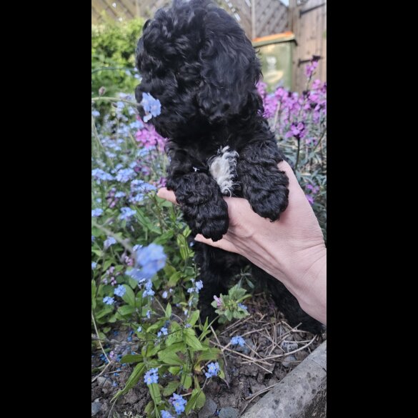 Cockapoo