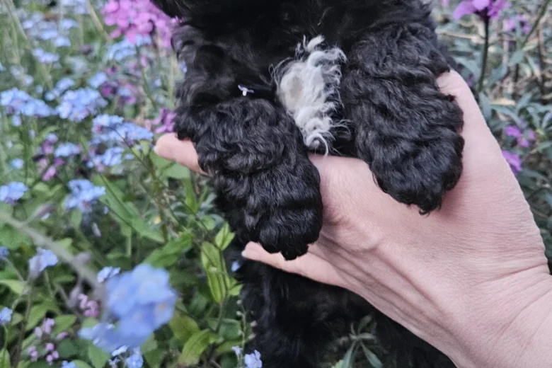 Cockapoo