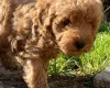 Cockapoo