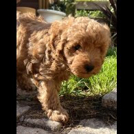 Cockapoo