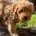 Cockapoo