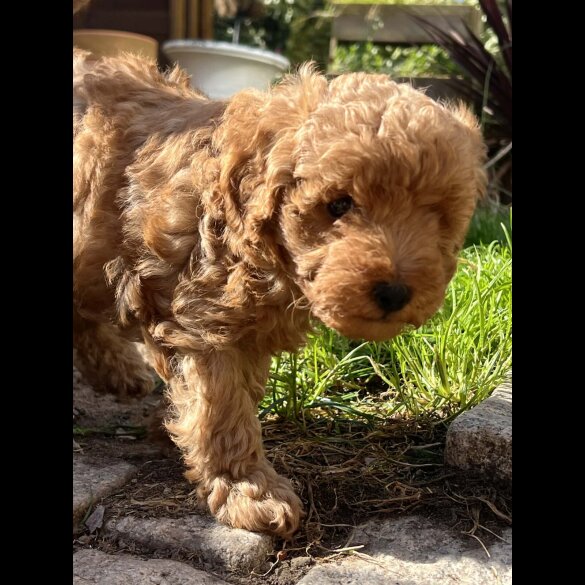 Cockapoo