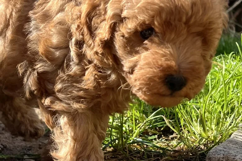 Cockapoo