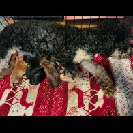 Cockapoo
