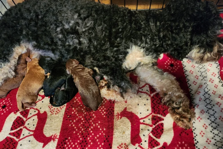 Cockapoo