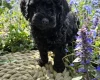 Cockapoo