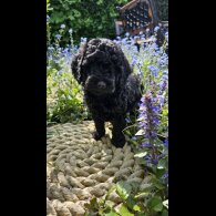 Cockapoo