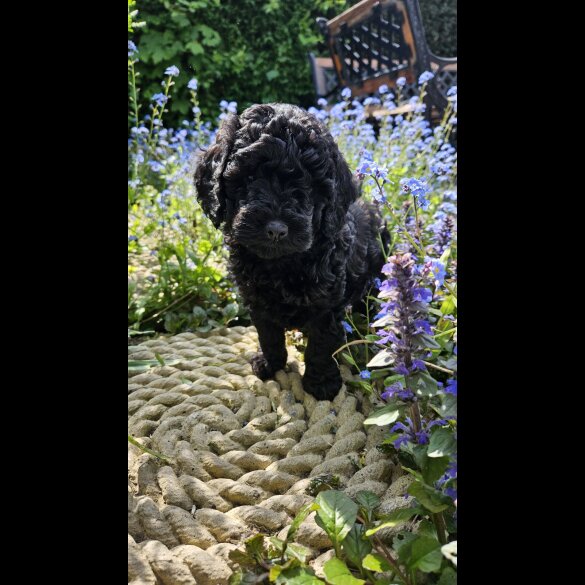 Cockapoo