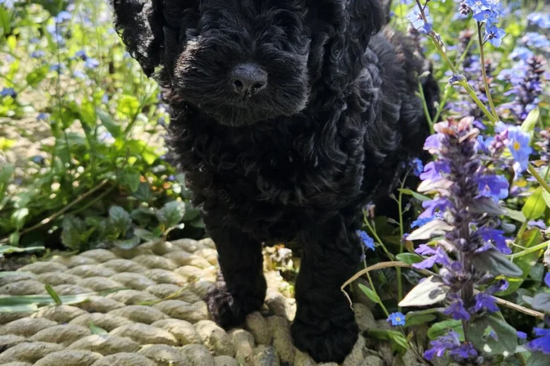 Cockapoo