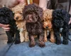 Cockapoo