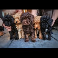 Cockapoo