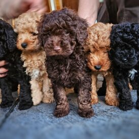 Cockapoo