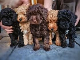 Cockapoo