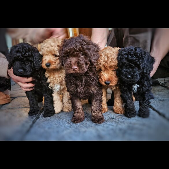 Cockapoo