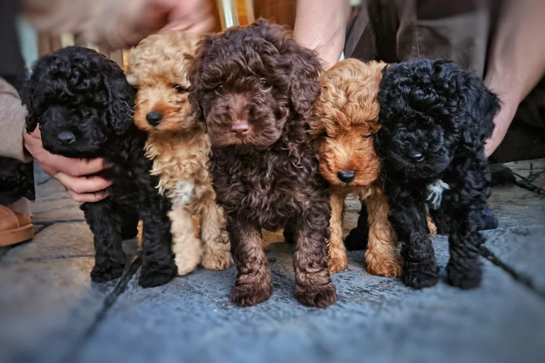 Cockapoo