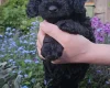 Cockapoo