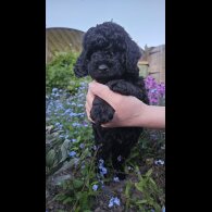 Cockapoo