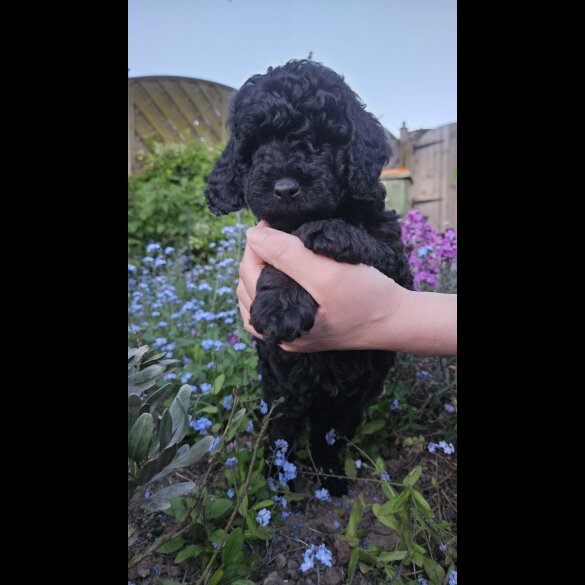 Cockapoo
