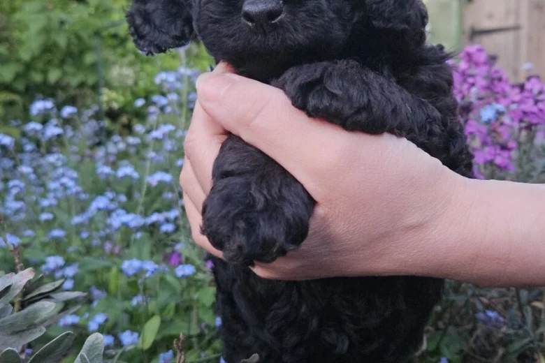 Cockapoo