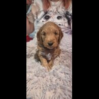 Cockapoo