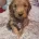 Cockapoo