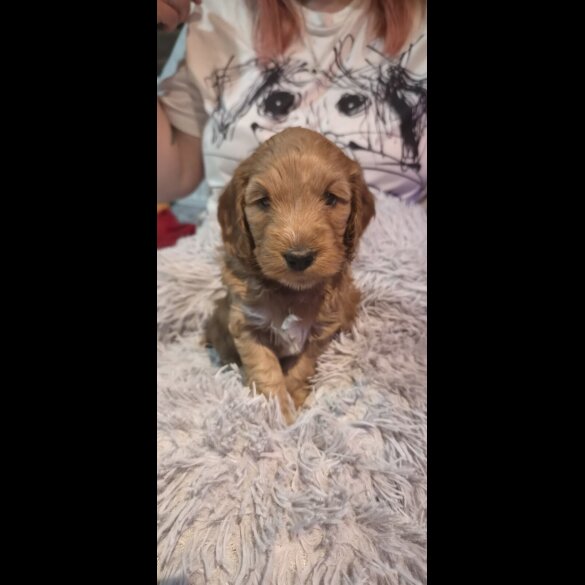 Cockapoo