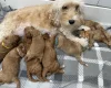Cockapoo