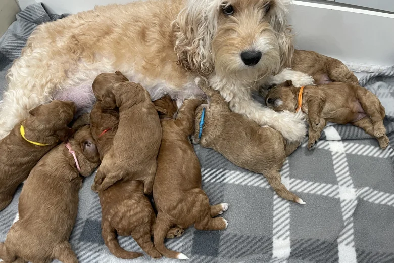 Cockapoo