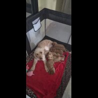 Cockapoo