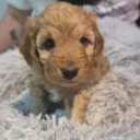 Cockapoo