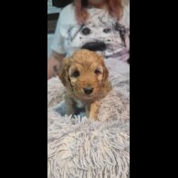 Cockapoo