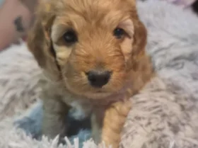 Cockapoo